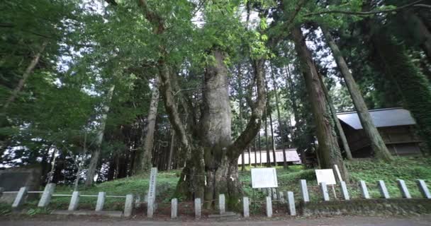 Ένα Γιαπωνέζικο Δέντρο Ζέλκοβα Στο Ιερό Του Νακανόζο Γκούνμα Υψηλής — Αρχείο Βίντεο