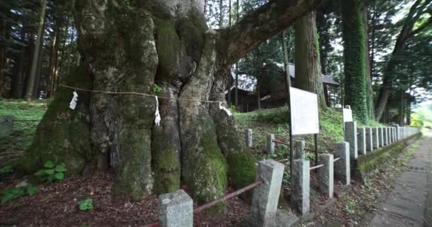 Albero Zelkova Giapponese Santuario Nakanojo Gunma Filmati Alta Qualità Distretto — Video Stock