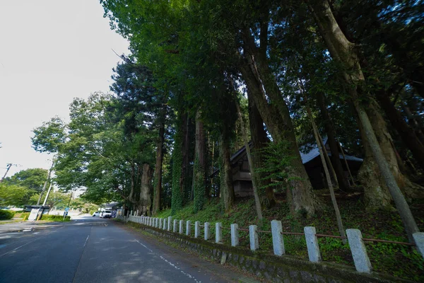 Piękne Wysokie Drzewo Cedrowe Wsi Japonii Wysokiej Jakości Zdjęcie Agatsuma — Zdjęcie stockowe