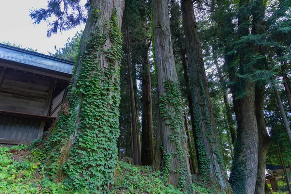 Piękne Wysokie Cedrowe Drzewo Wsi Japonii Niski Kąt Wysokiej Jakości — Zdjęcie stockowe