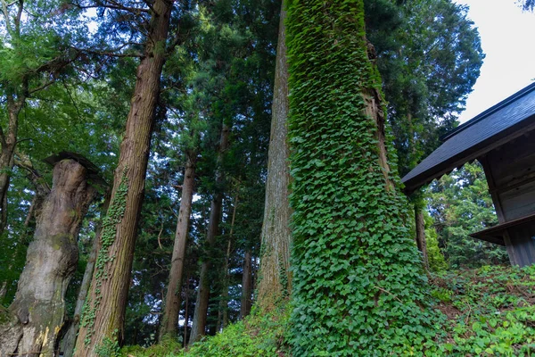 Piękne Wysokie Cedrowe Drzewo Wsi Japonii Niski Kąt Wysokiej Jakości — Zdjęcie stockowe