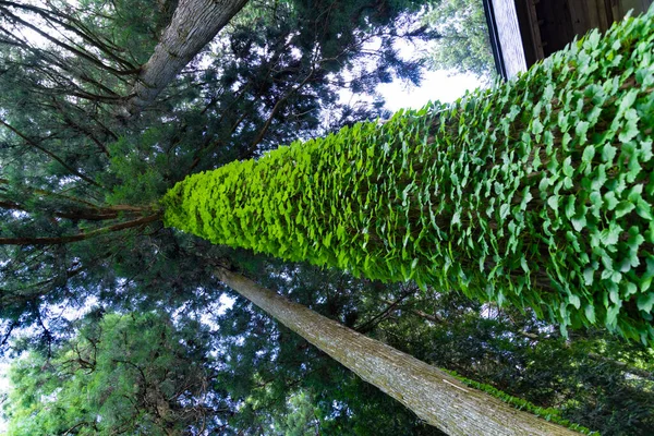 Uma Bela Árvore Cedro Alto Campo Japão Baixo Ângulo Foto — Fotografia de Stock
