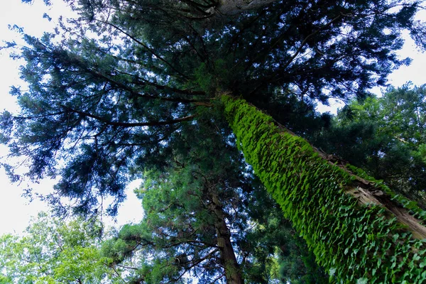 Egy Gyönyörű Magas Cédrusfa Vidéken Japánban Alacsony Szögben Kiváló Minőségű — Stock Fotó