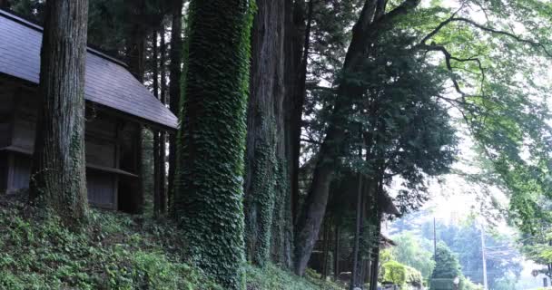 Bellissimo Cedro Alto Campagna Giappone Filmati Alta Qualità Distretto Agatsuma — Video Stock