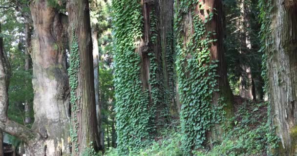 Ett Vackert Högt Cederträd Landet Japan Högkvalitativ Film Agatsuma Stadsdel — Stockvideo