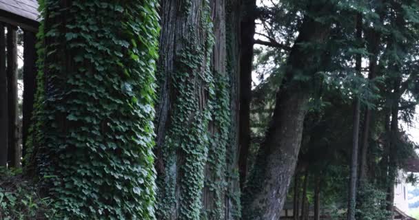 Ett Vackert Högt Cederträd Landet Japan Högkvalitativ Film Agatsuma Stadsdel — Stockvideo