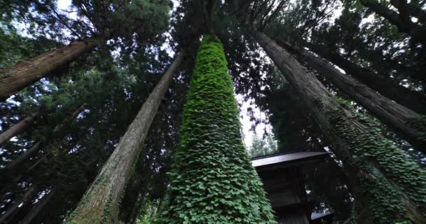 Egy Gyönyörű Magas Cédrusfa Japánban Kiváló Minőségű Felvétel Agatsuma Kerület — Stock videók