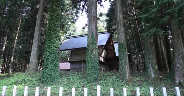 Uma Bela Árvore Cedro Alto Campo Japão Imagens Alta Qualidade — Vídeo de Stock