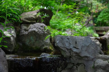 Yeşil ormanda bir orman deresi kapanır. Yüksek kalite fotoğraf. Kokubunji Bölgesi Tokyo 07.04.2023 Burası Tonogayato Parkı. Tokyo 'da bir doğa ormanı.. 