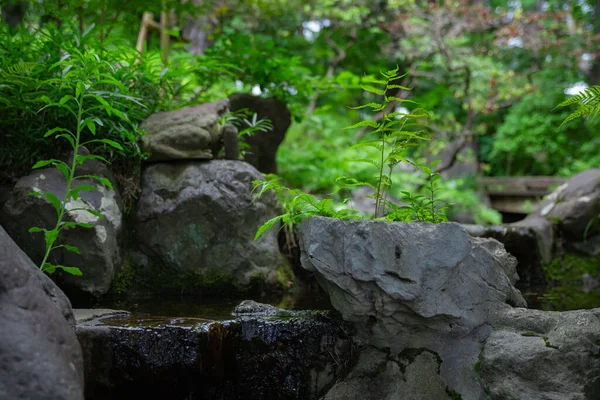Yeşil Ormanda Bir Orman Deresi Kapanır Yüksek Kalite Fotoğraf Kokubunji — Stok fotoğraf