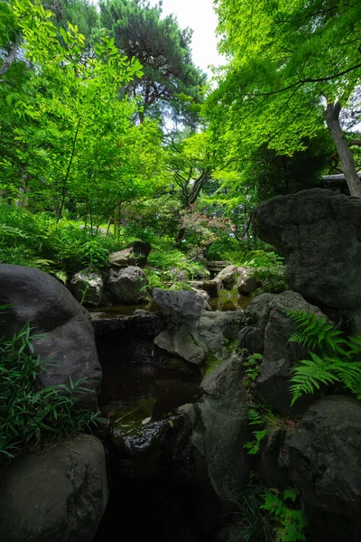 Een Bosbeek Bij Het Groene Bos Van Dichtbij Hoge Kwaliteit — Stockfoto