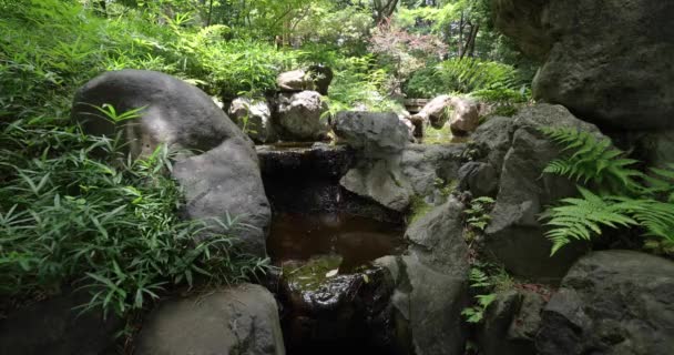 Skogsbäck Vid Den Gröna Skogen Högkvalitativ Film Kokubunji Distriktet Tokyo — Stockvideo
