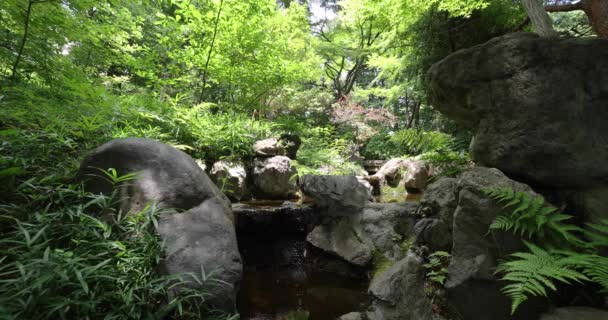 Riacho Florestal Floresta Verde Imagens Alta Qualidade Kokubunji Distrito Tóquio — Vídeo de Stock
