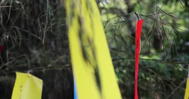 Традиционная Предсказательная Бумага Бамбуковом Дереве Высококачественные Кадры Kokubunji Района Токио — стоковое видео