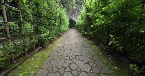 夏の庭の緑の植物トンネル 高品質の4K映像を公開しました 国分寺地区 2023 ここはトノゲヤト公園と呼ばれています 東京の自然林です — ストック動画