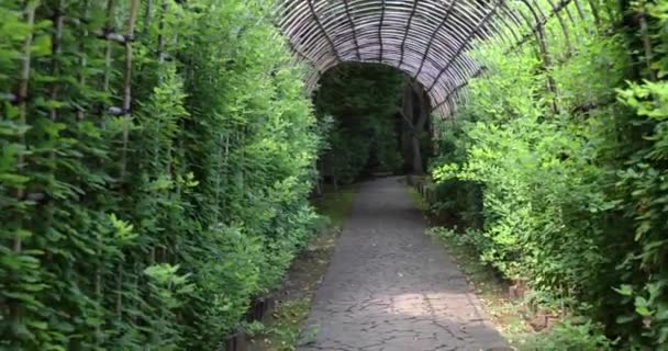 Ein Grüner Pflanzentunnel Garten Sommer Hochwertiges Filmmaterial Kokubunji Bezirk Tokio — Stockvideo