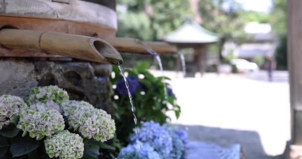 Ein Wasserfall Mit Hortensienblüten Klärtrog Sommer Hochwertiges Filmmaterial Chofu Bezirk — Stockvideo