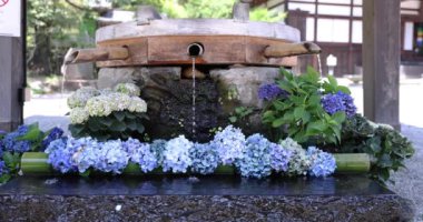 Ortanca çiçekleriyle birlikte yaz aylarında arıtma sahasında bir su damlası. Yüksek kalite 4K görüntü. Chofu bölgesi Tokyo 07.11.2023