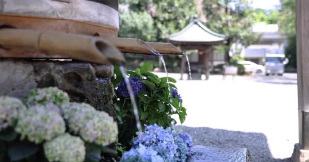 Sebuah Air Jatuh Dengan Bunga Hydrangea Palung Pemurnian Musim Panas — Stok Video