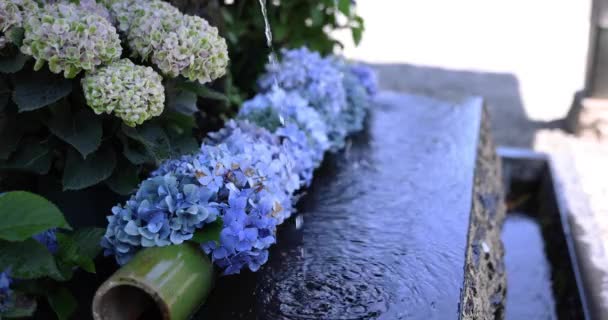 夏の浄化のトラフで水がハイドレンジで落ちる 高品質の4K映像を公開しました チョフエリア 東京ジャパン 0711 2023 — ストック動画