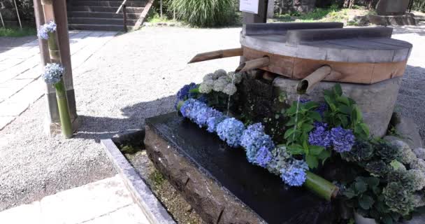 Ένα Νερό Πέφτει Λουλούδια Ορτανσία Στο Δοχείο Καθαρισμού Καλοκαίρι Υψηλής — Αρχείο Βίντεο