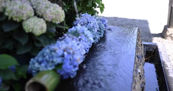 Una Caída Agua Con Flores Hortensia Canal Purificación Verano Imágenes — Vídeos de Stock