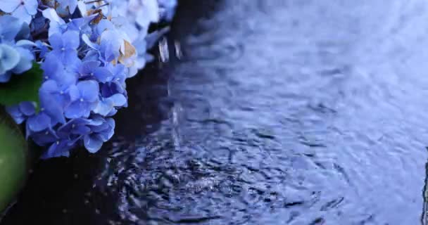 Летом Вода Падает Цветками Гортензии Корыте Очистки Высококачественные Кадры Чофу — стоковое видео