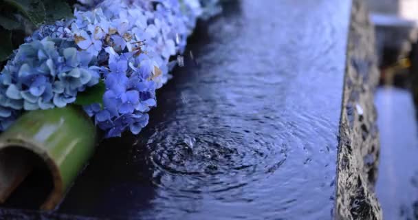 Sebuah Air Jatuh Dengan Bunga Hydrangea Palung Pemurnian Musim Panas — Stok Video