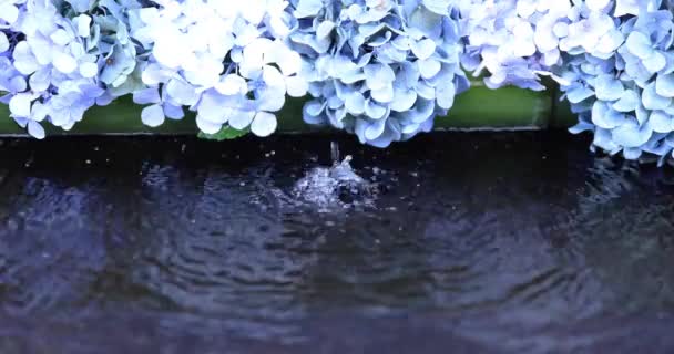Ένα Νερό Πέφτει Λουλούδια Ορτανσία Στο Δοχείο Καθαρισμού Καλοκαίρι Υψηλής — Αρχείο Βίντεο