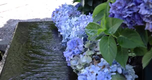 Een Water Valt Met Hortensia Bloemen Bij Zuiveringsbak Zomer Hoge — Stockvideo