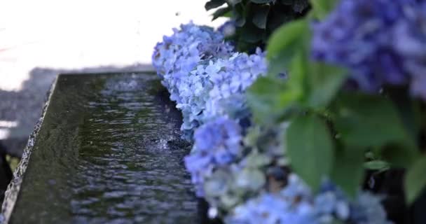 Ett Vattenfall Med Hortensia Blommor Vid Reningsbassängen Sommaren Högkvalitativ Film — Stockvideo