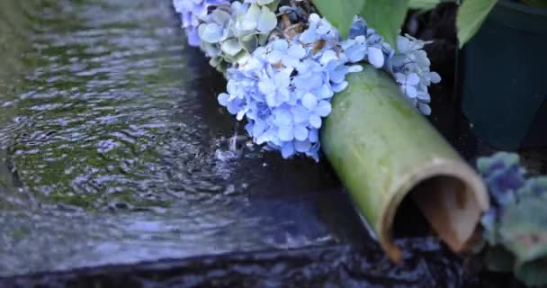 Vízesés Hortenzia Virágokkal Tisztító Vályúnál Nyáron Kiváló Minőségű Felvétel Chofu — Stock videók