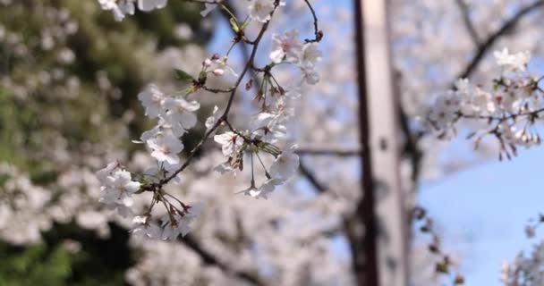 Kiraz Çiçeğinin Arkasında Aynasız Kamerayla Çekim Yapan Japon Kadının Portresi — Stok video