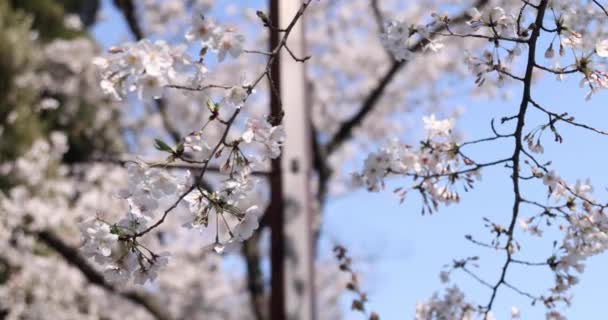Kiraz Çiçeğinin Arkasında Aynasız Kamerayla Çekim Yapan Japon Kadının Portresi — Stok video