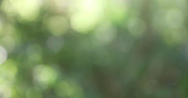 Sonbaharda yeşil ormanda bir ayı çanı. Yüksek kalite 4K görüntü. Nerima bölgesi Tokyo Japonya 11.14.2023. Bu çan, ormanda ayıdan korunmak için bir ürün..