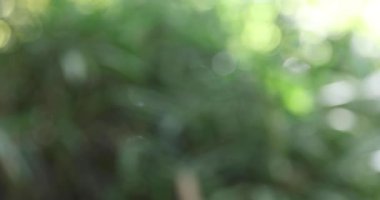 Sonbaharda yeşil ormanda bir ayı çanı. Yüksek kalite 4K görüntü. Nerima bölgesi Tokyo Japonya 11.14.2023. Bu çan, ormanda ayıdan korunmak için bir ürün..