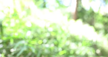 Sonbaharda yeşil ormanda bir ayı çanı. Yüksek kalite 4K görüntü. Nerima bölgesi Tokyo Japonya 11.14.2023. Bu çan, ormanda ayıdan korunmak için bir ürün..