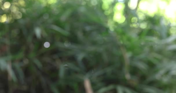 秋天的绿色森林里 一只熊的铃铛 高质量的4K镜头 日本东京Nerima区11 2023 这个铃铛是在森林里躲避熊的产品 — 图库视频影像