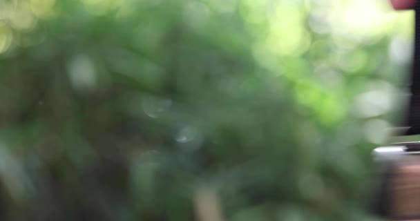 Een Berenbel Het Groene Bos Herfst Hoge Kwaliteit Beeldmateriaal Nerima — Stockvideo