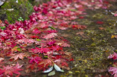 Sonbaharda dar bir çukurda birikmiş kırmızı yapraklar. Yüksek kalite fotoğraf. Sakyo ku Kyoto Japonya 12.01.2023. Sonbaharda Japon geleneksel bölgesinde kırmızı yapraklar.. 