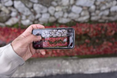 Sonbaharda bir akıllı telefon çatışması dar bir olukta kırmızı yaprakları yığdı. Yüksek kalite fotoğraf. Sakyo ku Kyoto Japonya 12.01.2023. Sonbaharda Japon geleneksel bölgesinde kırmızı yapraklar.. 