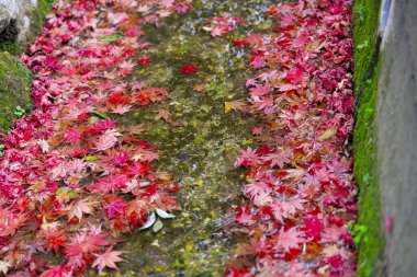 Sonbaharda dar bir çukurda birikmiş kırmızı yapraklar. Yüksek kalite fotoğraf. Sakyo ku Kyoto Japonya 12.01.2023. Sonbaharda Japon geleneksel bölgesinde kırmızı yapraklar.. 