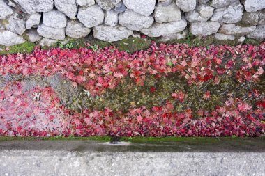 Sonbaharda dar bir olukta birikmiş kırmızı yapraklar. Yüksek kalite fotoğraf. Sakyo ku Kyoto Japonya 12.01.2023. Sonbaharda Japon geleneksel bölgesinde kırmızı yapraklar.. 