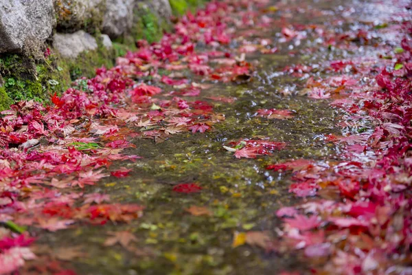 Piled up red leaves in the narrow gutter in autumn close up. High quality photo. Sakyo ku Kyoto Japan 12.01.2023. It is red leaves at Japanese traditional area in autumn.