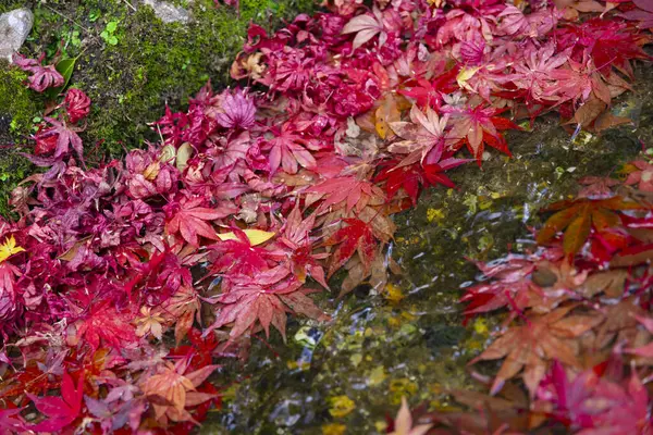 Piled up red leaves in the narrow gutter in autumn close up. High quality photo. Sakyo ku Kyoto Japan 12.01.2023. It is red leaves at Japanese traditional area in autumn.