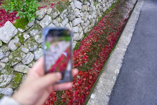 A smartphone shooting piled up red leaves in the narrow gutter in autumn. High quality photo. Sakyo ku Kyoto Japan 12.01.2023. It is red leaves at Japanese traditional area in autumn.