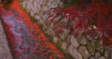 Sonbaharda dar bir olukta birikmiş kırmızı yapraklar. Sakyo ku Kyoto Japonya 12.01.2023. Yüksek kaliteli 4K görüntüler. Sonbaharda Japon geleneksel bölgesinde kırmızı yapraklar.. 
