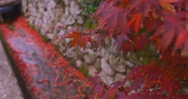 Sonbaharda dar bir olukta birikmiş kırmızı yapraklar. Sakyo ku Kyoto Japonya 12.01.2023. Yüksek kaliteli 4K görüntüler. Sonbaharda Japon geleneksel bölgesinde kırmızı yapraklar.. 