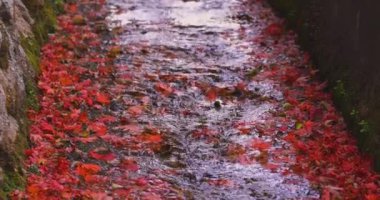 Sonbaharda dar bir olukta birikmiş kırmızı yapraklar. Sakyo ku Kyoto Japonya 12.01.2023. Yüksek kaliteli 4K görüntüler. Sonbaharda Japon geleneksel bölgesinde kırmızı yapraklar.. 