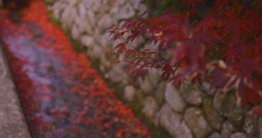 Sonbaharda dar bir olukta birikmiş kırmızı yapraklar. Sakyo ku Kyoto Japonya 12.01.2023. Yüksek kaliteli 4K görüntüler. Sonbaharda Japon geleneksel bölgesinde kırmızı yapraklar.. 